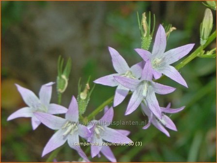 Campanula rapunculus | Rapunzelklokje, Repelsteeltje, Klokjesbloem