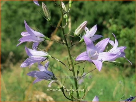 Campanula rapunculus | Rapunzelklokje, Repelsteeltje, Klokjesbloem