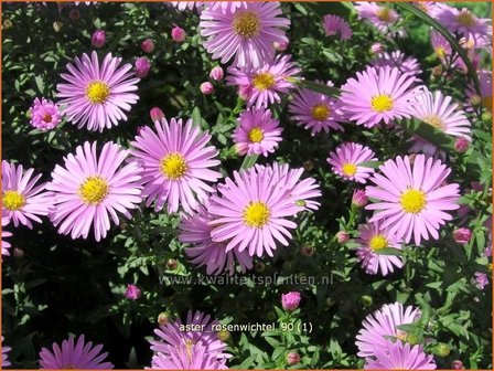 Aster &#039;Rosenwichtel&#039; | Aster