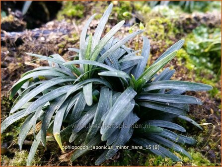 Ophiopogon japonicus &#039;Minor Nana&#039; | Japans slangengras, Slangenbaard