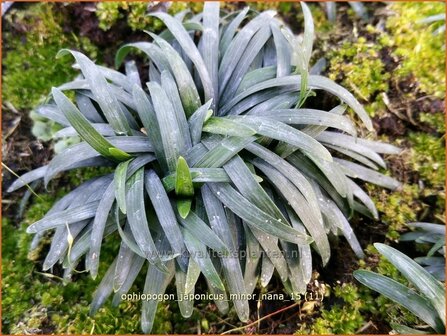 Ophiopogon japonicus &#039;Minor Nana&#039; | Japans slangengras, Slangenbaard