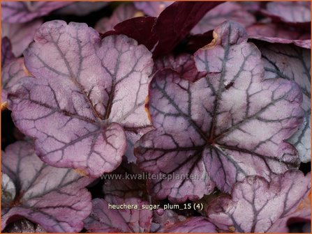 Heuchera &#039;Sugar Plum&#039; | Purperklokje