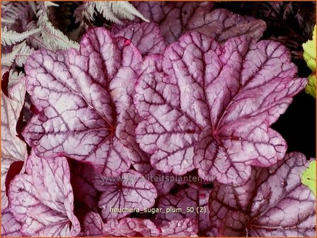 Heuchera &#039;Sugar Plum&#039; | Purperklokje