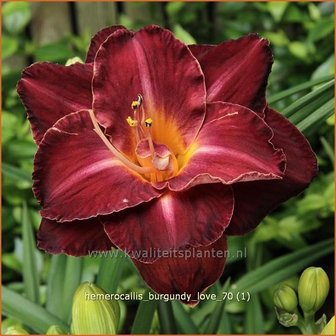 Hemerocallis &#039;Burgundy Love&#039; | Daglelie