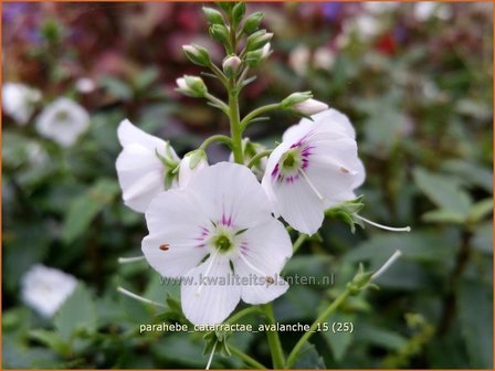 Parahebe catarractae &#039;Avalanche&#039;