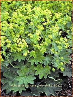 Alchemilla sericata &#039;Gold Strike&#039; | Vrouwenmantel