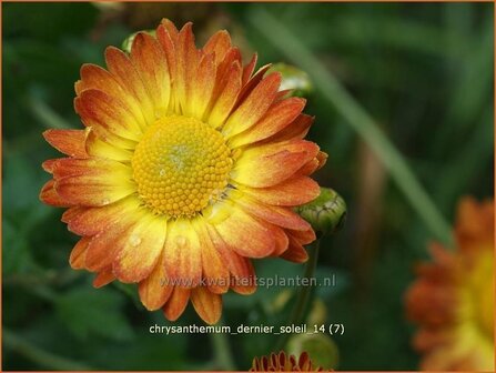 Chrysanthemum &amp;#39;Dernier Soleil&amp;#39;