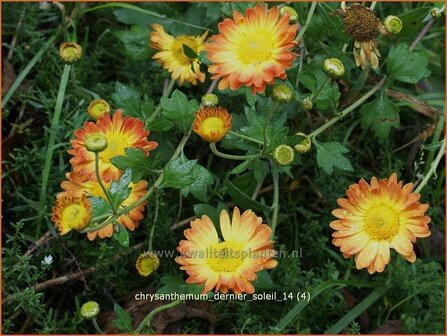 Chrysanthemum &amp;#39;Dernier Soleil&amp;#39;