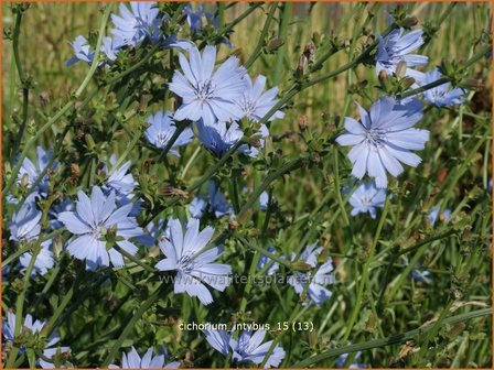 Cichorium intybus | Cichorei, Wegenwachter