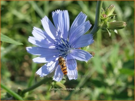 Cichorium intybus | Cichorei, Wegenwachter