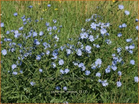 Cichorium intybus | Cichorei, Wegenwachter