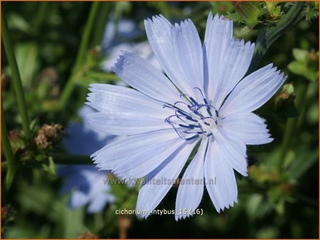 Cichorium intybus | Cichorei, Wegenwachter