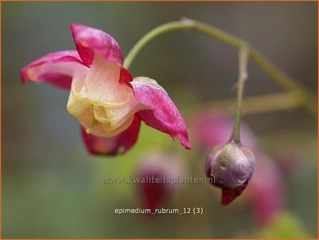 Epimedium rubrum | Elfenbloem | Rotbl&uuml;hende Elfenblume