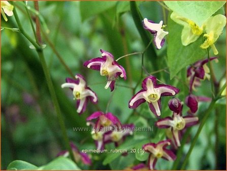 Epimedium rubrum | Elfenbloem | Rotbl&uuml;hende Elfenblume