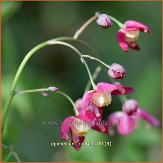 Epimedium rubrum | Elfenbloem | Rotbl&uuml;hende Elfenblume