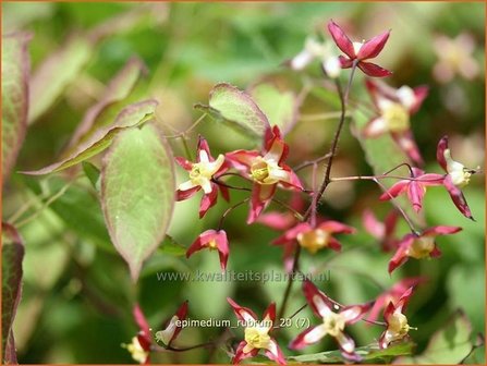 Epimedium rubrum | Elfenbloem | Rotbl&uuml;hende Elfenblume