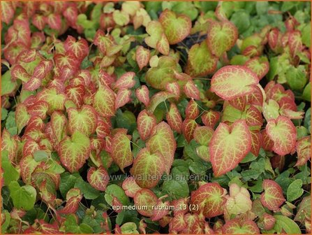 Epimedium rubrum | Elfenbloem | Rotbl&uuml;hende Elfenblume