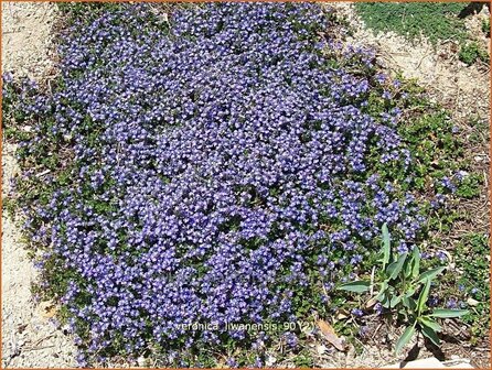 Veronica liwanensis | Turks ereprijs, Ereprijs | Anatolien-Ehrenpreis