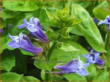 Lobelia siphilitica | Virginische lobelia, Vaste lobelia