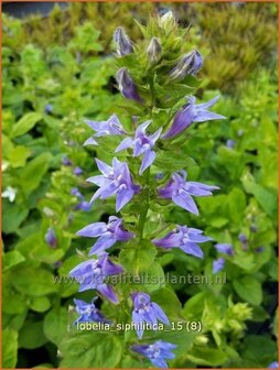 Lobelia siphilitica | Virginische lobelia, Vaste lobelia