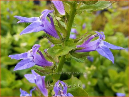 Lobelia siphilitica | Virginische lobelia, Vaste lobelia