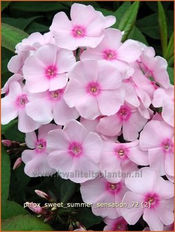 Phlox &#039;Sweet Summer Sensation&#039; | Vlambloem, Flox, Floks