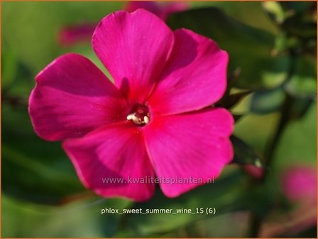 Phlox &#039;Sweet Summer Wine&#039; | Vlambloem, Flox, Floks