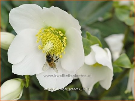 Helleborus niger &#039;Praecox&#039; | Kerstroos, Nieskruid | Christrose | Christmas Rose