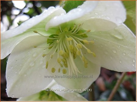 Helleborus niger &#039;Praecox&#039; | Kerstroos, Nieskruid