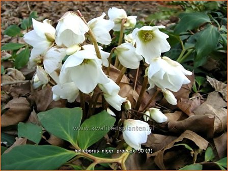 Helleborus niger &#039;Praecox&#039; | Kerstroos, Nieskruid