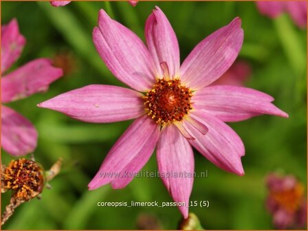 Coreopsis &#039;Limerock Passion&#039; | Meisjesogen