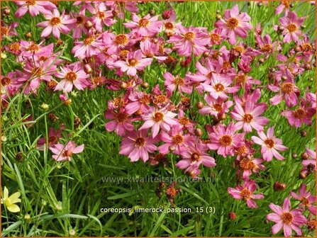 Coreopsis &#039;Limerock Passion&#039; | Meisjesogen