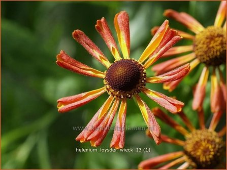 Helenium &#039;Loysder Wieck&#039; | Zonnekruid