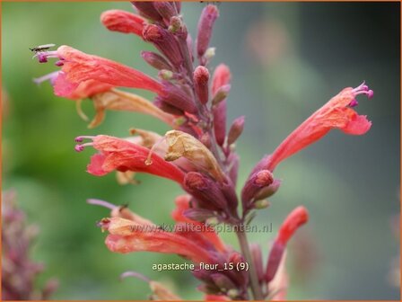 Agastache &#039;Fleur&#039; | Dropplant, Anijsnetel