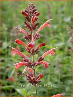 Agastache &#039;Fleur&#039; | Dropplant, Anijsnetel