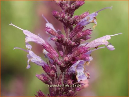 Agastache &#039;Linda&#039; | Dropplant, Anijsnetel | Duftnessel