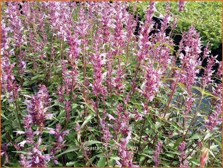 Agastache &#039;Linda&#039; | Dropplant, Anijsnetel | Duftnessel