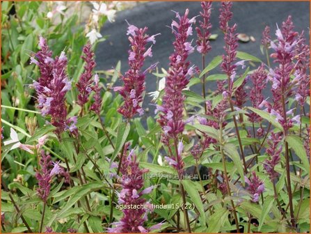 Agastache &#039;Linda&#039; | Dropplant, Anijsnetel | Duftnessel