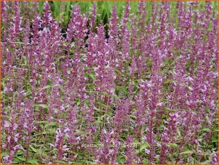 Agastache &#039;Linda&#039; | Dropplant, Anijsnetel | Duftnessel