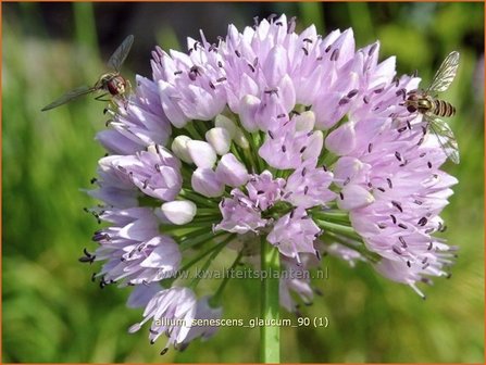 Allium senescens &#039;Glaucum&#039; | Sierui, Look