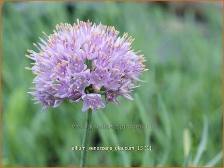 Allium senescens &#039;Glaucum&#039; | Sierui, Look