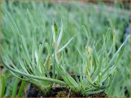 Allium senescens &#039;Glaucum&#039; | Sierui, Look