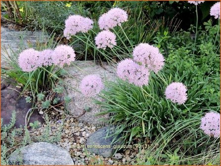 Allium senescens &#039;Glaucum&#039; | Sierui, Look