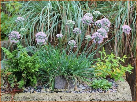 Allium senescens &#039;Glaucum&#039; | Sierui, Look