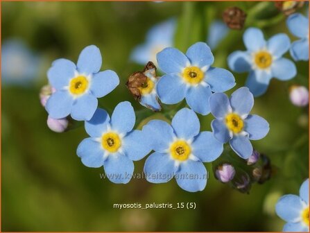 Myosotis palustris | Moerasvergeet-mij-nietje