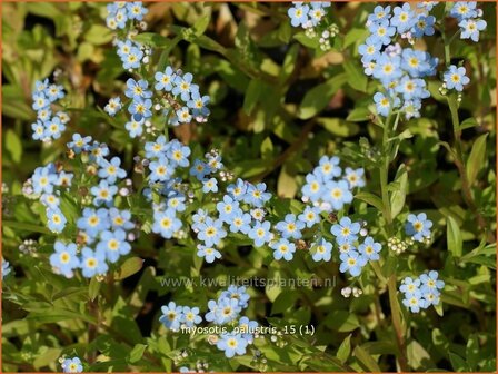 Myosotis palustris | Moerasvergeet-mij-nietje