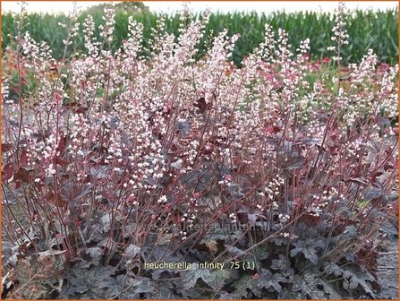 Heucherella &#039;Infinity&#039; | Purperklokje