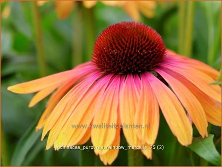 Echinacea purpurea &#039;Rainbow Marcella&#039; | Zonnehoed