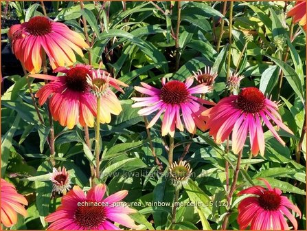 Echinacea purpurea &#039;Rainbow Marcella&#039; | Zonnehoed