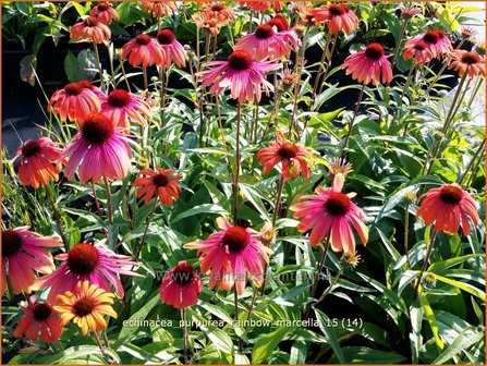 Echinacea purpurea &#039;Rainbow Marcella&#039; | Zonnehoed